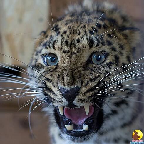 Jak dlouho rodí leopard?