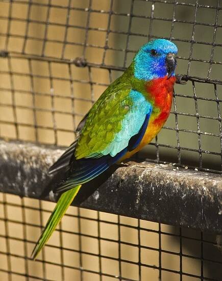 Soubor:Scarlet-chested Parrot (Neophema splendida) at the Wagga Zoo.jpg