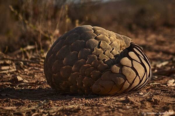 Saving the Precious Pangolin - Makweti