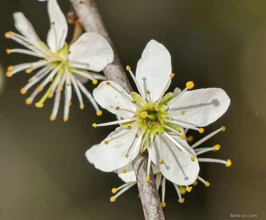 Trnka obecná (Prunus spinosa)