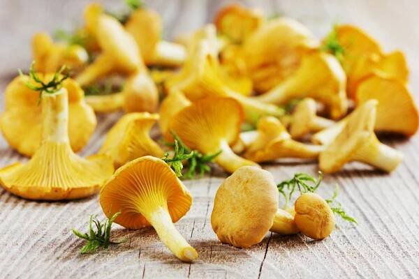 Liška obecná (Cantharellus cibarius), plodnice  – EM Arts  Shutterstock