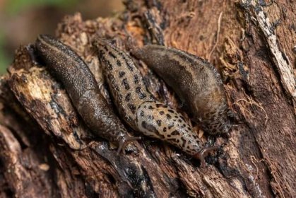 Alien slug species | Keskkonnaamet