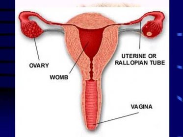 ovarium (vaječník) tuba uterina (vejcovod) uterus (děloha) vagina (pochva) zevní pohlavní orgány (vulva)