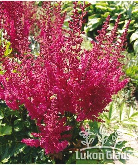 Astilbe arendsii ELSE SCHLUCK - čechrava - Lukon Glads s.r.o.