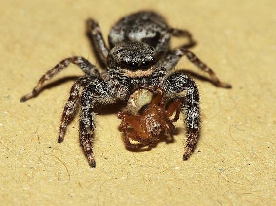 Skákavka velká ulovila drobného pavouka