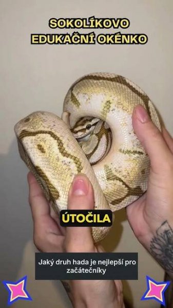 KRAJTA KRÁLOVSKÁ VÍTĚZÍ! #fyp#had#hadi#chov#chovatel#teraristika#zvire#cz#czech#sokolik