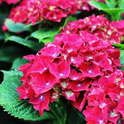 Hortenzia kalinolistá Royal Red | Záhradníctvo Garden Team