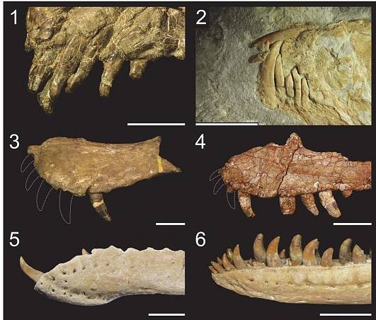 FIGURE 26. Procumbent teeth in non-avian Theropoda. 1, Procumbent premaxillary teeth of the right rostrum of the basal neocoelurosaur Ornitholestes hermanni (AMNH 619; reversed) in lateral view; 2, Procumbent premaxillary and dentary teeth of the right rostrum of the scansoriopterygid Epidexipteryx hui (IVPP V15471; reversed) in lateral view; 3, Hypothetical procumbent mesial maxillary teeth of the left maxilla of the spinosaurid Baryonyx walkeri (NHMUK PV R.9951) in lateral view; 4, Hypothetical procumbent mesial maxillary teeth of the right maxilla of the non-averostran neotheropod Dilophosaurus wetherilli (UCMP 37303; reversed) in lateral view; 5, Procumbent mesial dentary teeth of he left dentary of the noasaurid Masiakasaurus knopfleri (FMNH PR 24771) in lateral view; 6, Procumbent mesial den- ary teeth of the right dentary of the proceratosaurid Proceratosaurus bradleyi (NHMUK PV R.4860; reversed) in lat- eral view. Scale bars equal 1 cm (1-2, 5), 2 cm (6), and 5 cm (3, 4).  