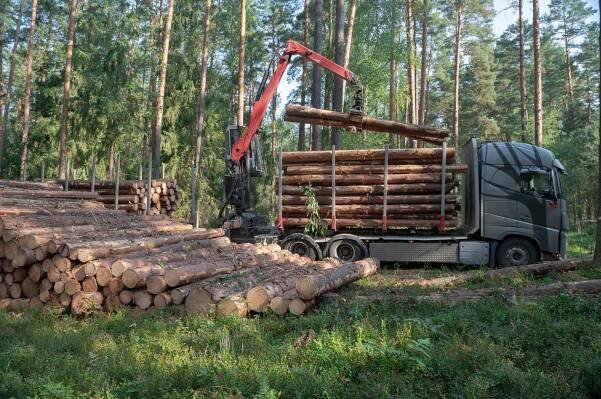 Nákladní vůz opatřený jeřábem stojí v lese a nakládá klády na návěs.