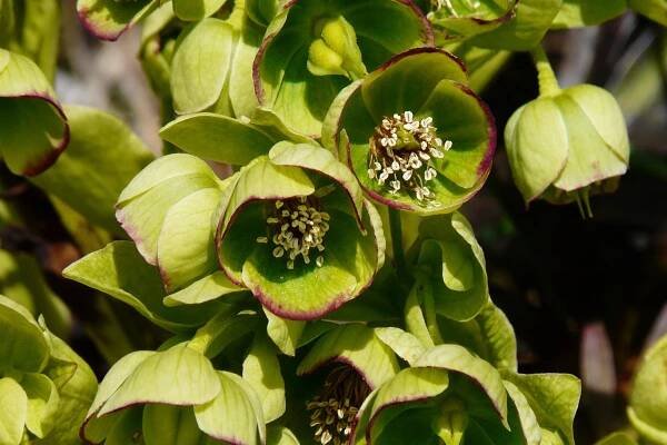 Mohutná čemeřice smrdutá (Helleborus foetidus)