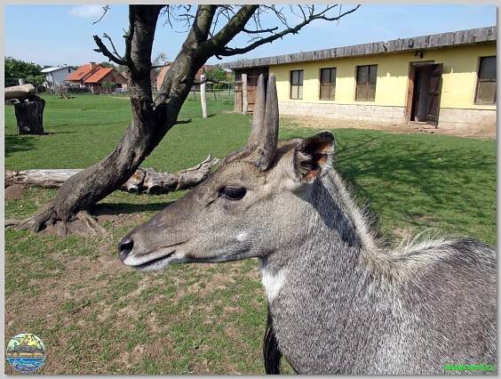 Zoopark Stěžery
