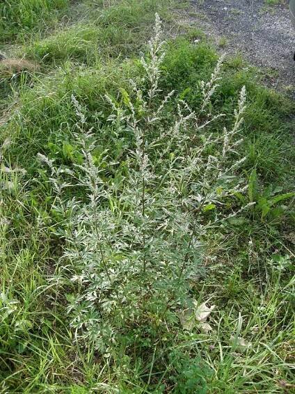 Artemisia vulgaris (Pelyněk černobýl) - eshop, prodej, semena, rostliny, pěstování, fotografie, množení, popis, atd