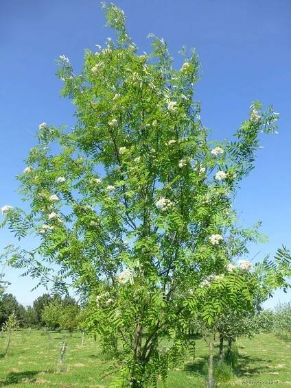 Jeřáb obecný, ptačí - Sorbus aucuparia Edulis, rostlina