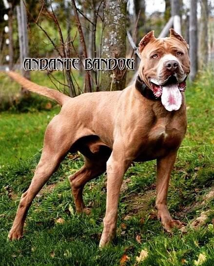 GALLERY - Andante Bandog