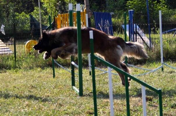 Leonberger Blog » Leonberger moving