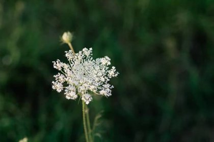 Bezplatný obrázek: divoká mrkev bylina (Daucus carota) bílý květ divoká květina kvetoucí zblízka