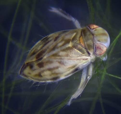 Micronecta scholtzi
