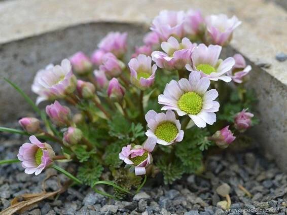 Routevník (Callianthemum anemonoides)