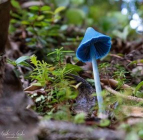 A blue mushroom