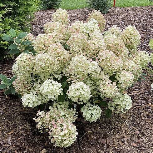 TINY QUICK FIRETM Hydrangea - Order Online