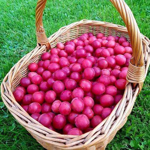 ČATNÍ MIRABELKOVÉ 200g - Jiříkovská pecka
