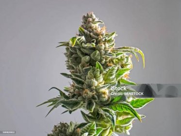 Rekreační marihuana rostlina Bud izolované bílé pozadí - Bez autorských poplatků Konopí - Kanabaceae Stock fotka