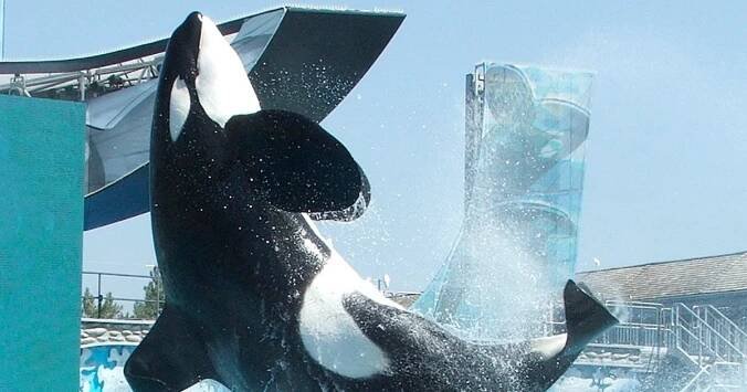 Was a marine animal trainer called ‘Jessica Radcliffe’ killed by an orca? – Full Fact