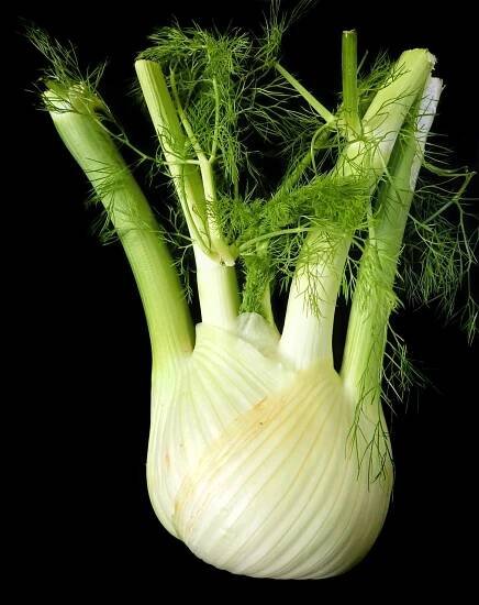 Fennel for Weight Loss: 9 Evidence-Based Benefits You Need to Know in 2025 - Seek Weight Loss