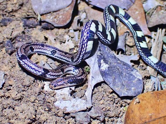 Calliophis gracilis
