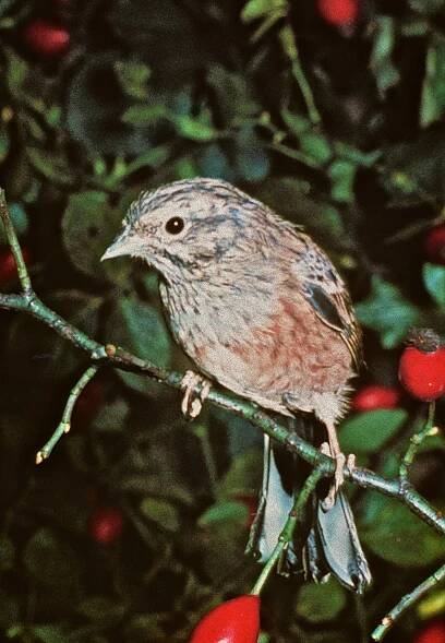 Súbor:Zipp-Jungvogel Mauser 1.Jahreskl I.Schuphan.jpg – Wikipédia