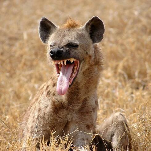 Candidate's Plan to Export Hyena Testicles Causes Pandemic Alarm Among Vets