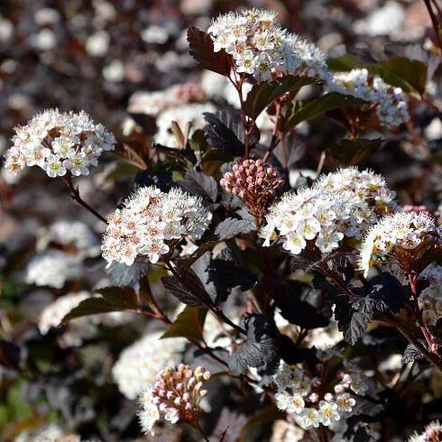 Kalinolistý měchýř DIABOLO Tmavě bordový Na živý plot Sazenice 2L Latinský název physocarpus opulifolius 'diabolo'