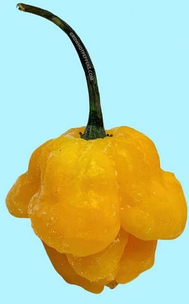 what is a scotch bonnet pepper