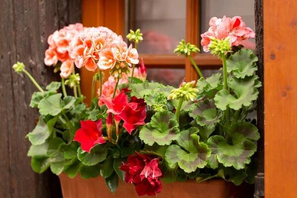 Red geranium pot window