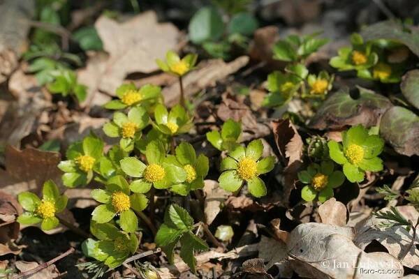 Hvězdnatec zubatý (Hacquetia epipactis)