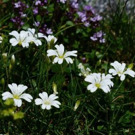 Hvozdík kropenatý bílý – Dianthus barbatus – semena hvozdíku