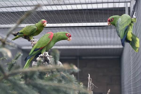 V bošovické papouščí zoo se vylíhly desítky mláďat