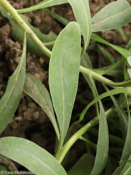 Matthiola incana – fiala šedivá
