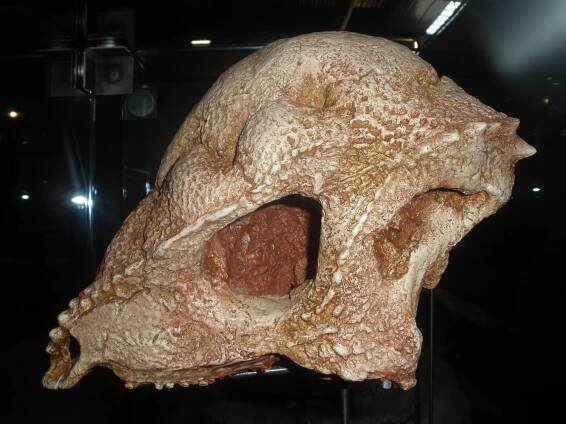 Prenocephale