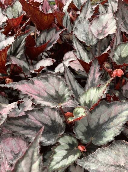 Begonia | Succulents Unlimited BV