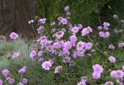 Scabiosa pincushion flowers with long stems and ruffled pink flowers in tall grass