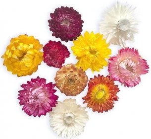 Sušené květiny slaměnky - barevný mix 10ks