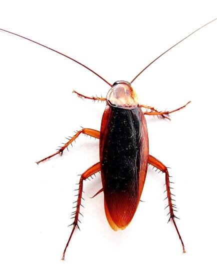 File:Cockroach closeup.jpg