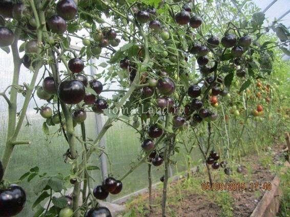 Tomato Black master: recenze o výnosu rajčat, charakteristikách a popisu odrůdy