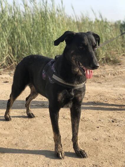 Rufus | Adopt An Animal BARC