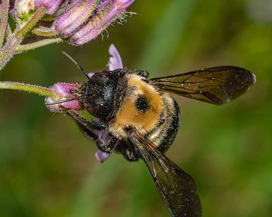 The eastern carpenter bee: an unloved nectar-robbing bee