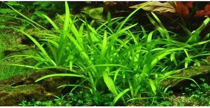 Sagittaria subulata - Šípatka šídlatá