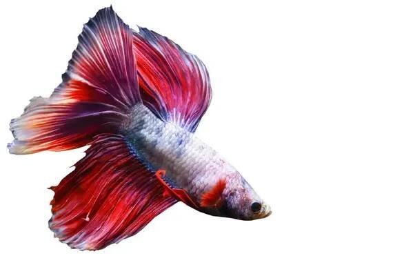 Betta ryby jsou jedním z nejrozmanitějších a nejkrásnějších tvorů ve vodním světě. Izolovaný obraz. Bílé pozadí. — Stock obrázek