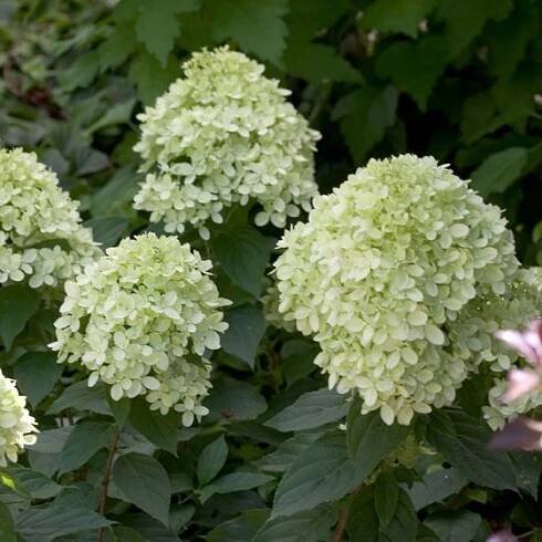 Hydrangea paniculata ´Little Lime®´ Kontejner 3 l, pr. 19 cm, v. 30-40 cm