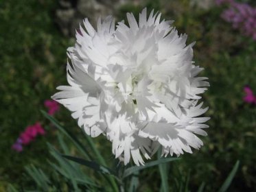 Dianthus plumarius " Ohrid " - karafiát, hvozdík Zahradnictví Krulichovi - zahradnictví, květinářství, trvalky, skalničky